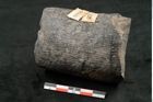 Foto (Seitenansicht) von Calamites communis Ettingshausen (NHMW-GEO-2024-0188-10966)